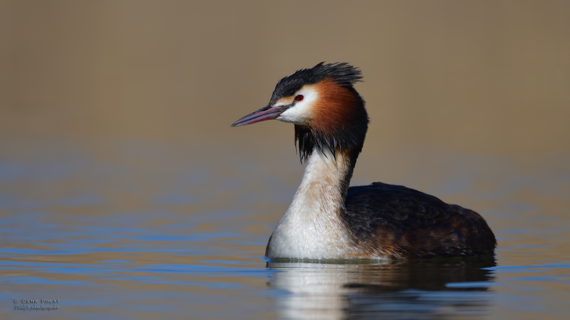 Great Crested Grebe